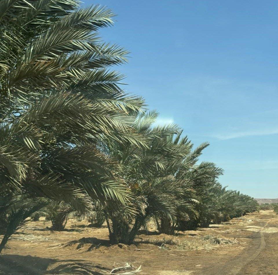صفوف نخيل في مزرعة خير مصر